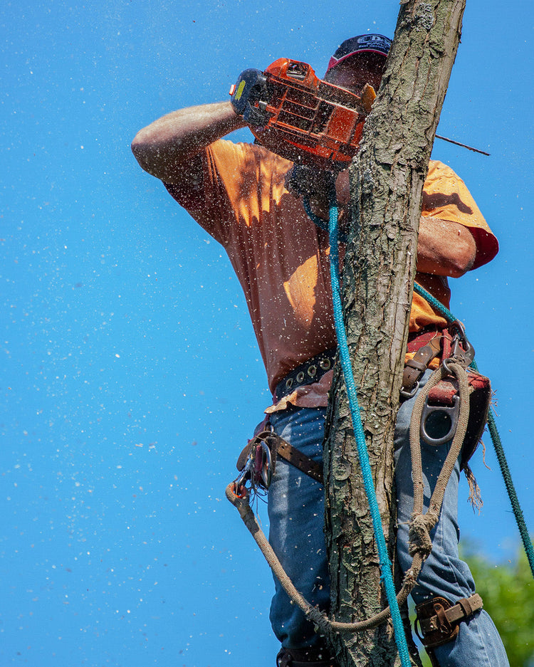 Tree Trimmers